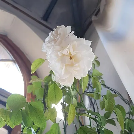 בית הארחה La Torre Di Pieve